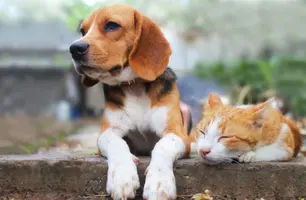 Cães e gatos podem desenvolver bronquite (Foto: Reprodução)