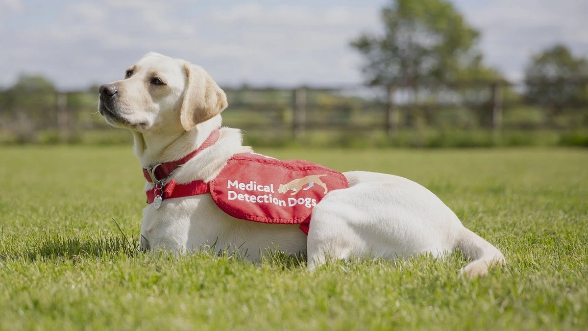 Cientistas treinam cachorros para 'farejar' câncer.