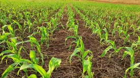 Clima preocupa milho safrinha e colheita da soja avança para 82% no Brasil (Foto: Reprodução)