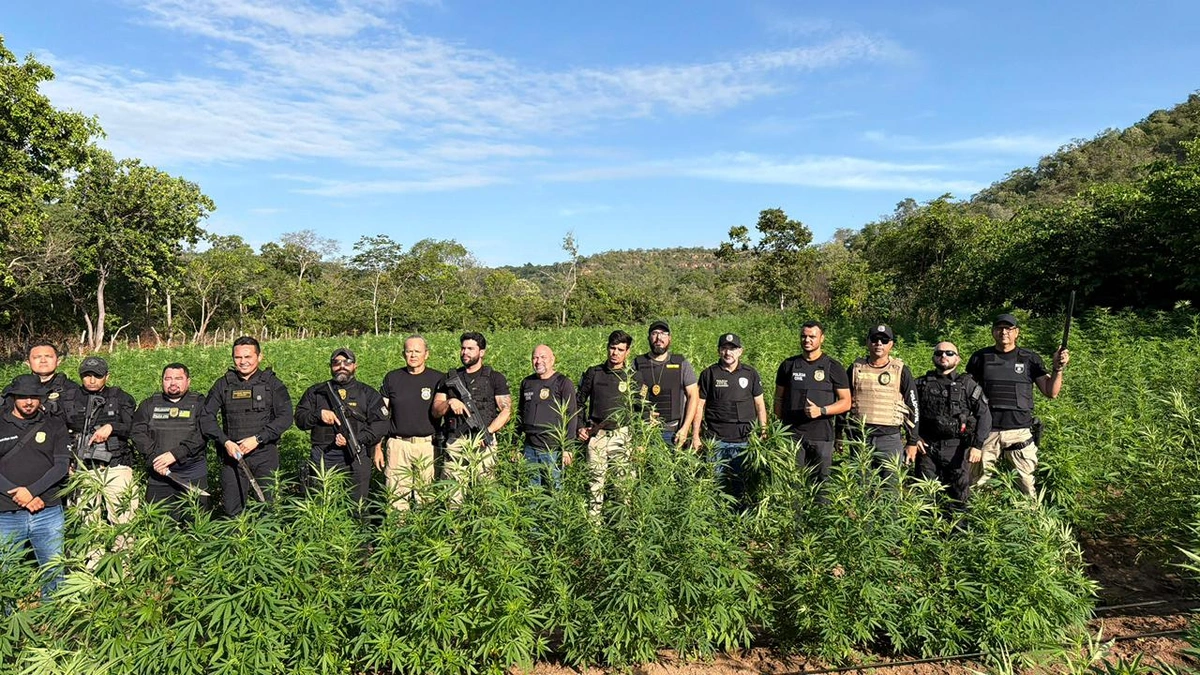 Denarc apreende mais de 730 kg de drogas no Piauí em 2026