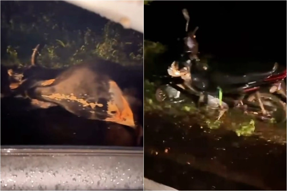 Dona de ótica e filho ficam feridos após colisão com vaca na PI-323