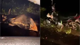 Dona de ótica e filho ficam feridos após colisão com vaca na PI-323 (Foto: Tribuna em Foco)