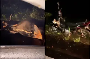 Dona de ótica e filho ficam feridos após colisão com vaca na PI-323 (Foto: Tribuna em Foco)