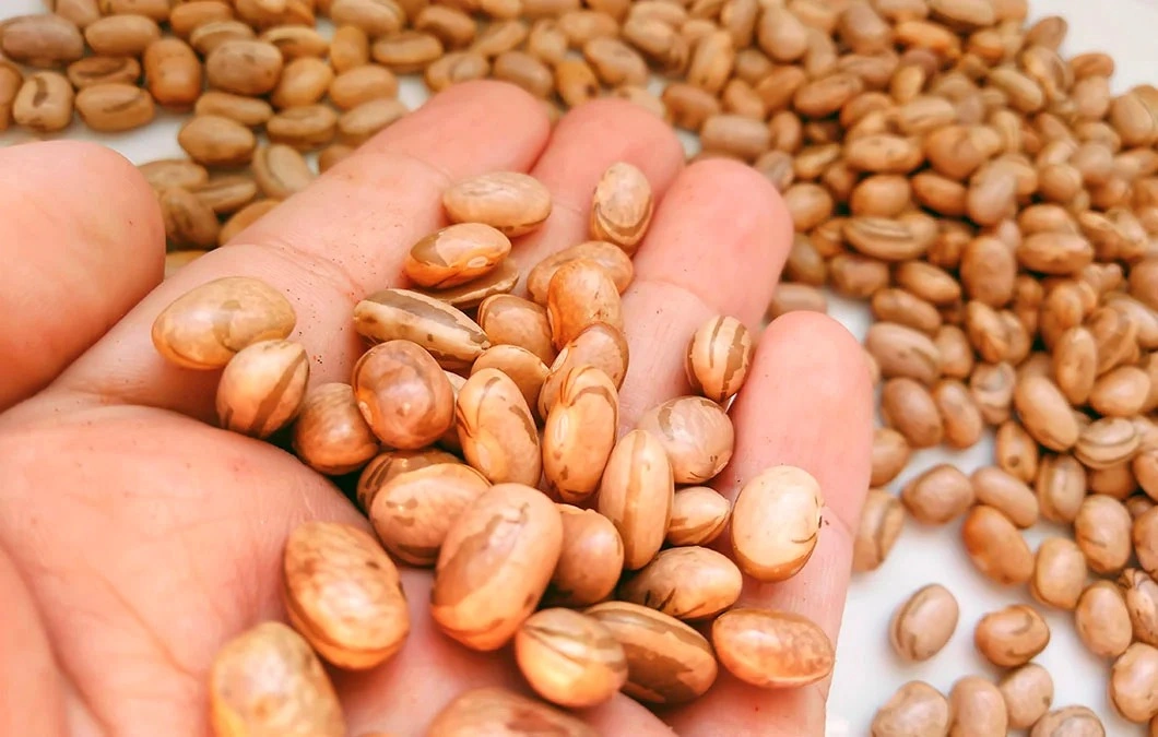 Feijão carioca  marca presença na alimentação de milhares de brasileiros