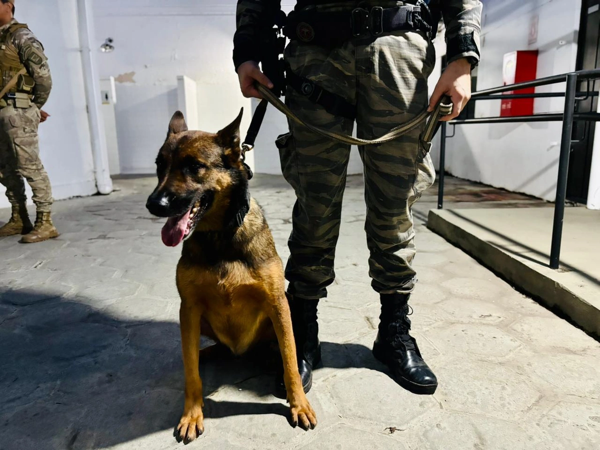 FICCO desarticula organização criminosa com atuação no tráfico em Teresina