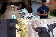 Filhotes de cão são resgatados em situação de extremo abandono em Parnaíba