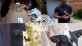 Filhotes de cão são resgatados em situação de extremo abandono em Parnaíba (Foto: Reprodução)