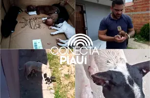 Filhotes de cão são resgatados em situação de extremo abandono em Parnaíba (Foto: Reprodução)