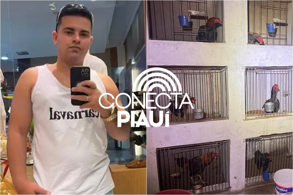 Júnior Teixeira e sua rinha de galos