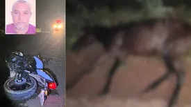 Motociclista morre após bater em cavalo solto na PI-115 no Piauí (Foto: Reprodução)