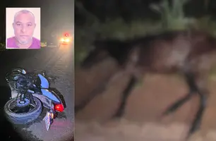 Motociclista morre após bater em cavalo solto na PI-115 no Piauí (Foto: Reprodução)