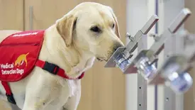 Os cachorros têm um olfato muito poderoso, não à toa, são parceiros de seres humanos em caçadas. (Foto: Reprodução)