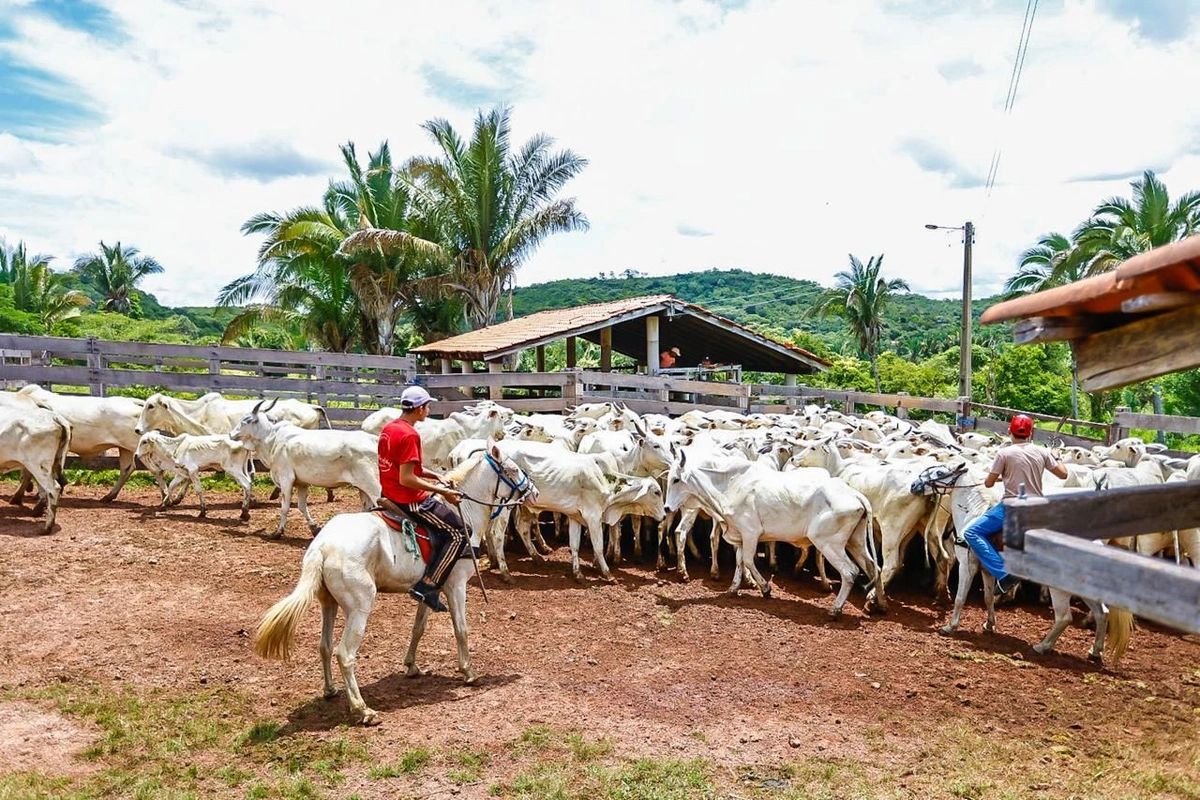 Piauí ultrapassa 2,3 milhões de cabeças de gado e ranking revela maiores rebanhos