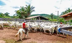Piauí ultrapassa 2,3 milhões de cabeças de gado e ranking revela maiores rebanhos