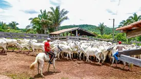 Piauí ultrapassa 2,3 milhões de cabeças de gado e ranking revela maiores rebanhos (Foto: Reprodução)