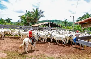 Piauí ultrapassa 2,3 milhões de cabeças de gado e ranking revela maiores rebanhos (Foto: Reprodução)