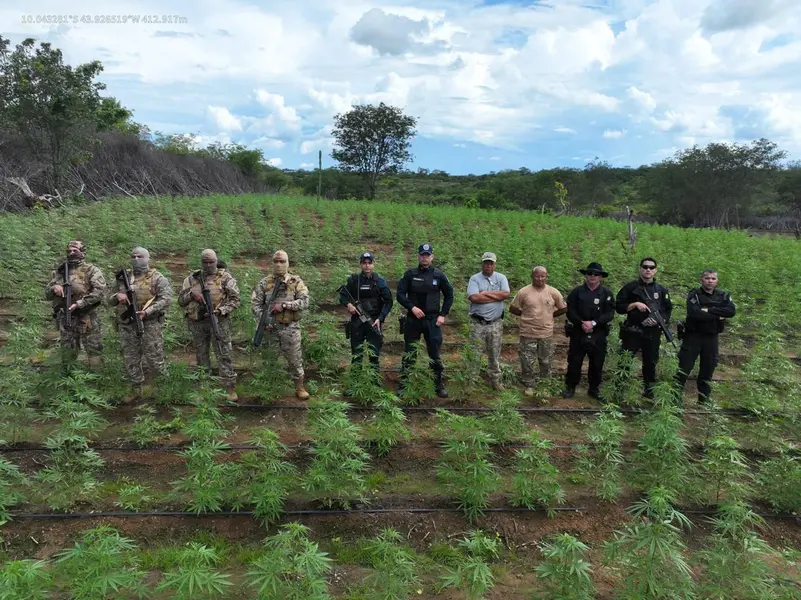 Plantação de maconha é desarticulada