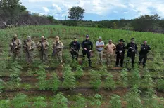 Plantação de maconha é desarticulada