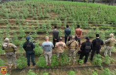 Com três hectares, plantação de maconha é desarticulada em Avelino Lopes