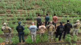 Plantação de maconha é desarticulada (Foto: SSP-PI/BEPI)