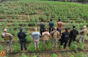 Plantação de maconha é desarticulada (Foto: SSP-PI/BEPI)