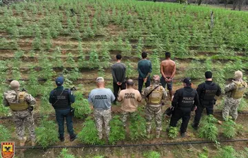 Plantação de maconha é desarticulada