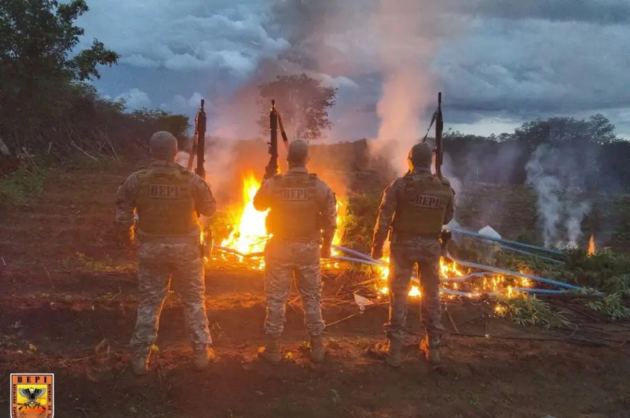 Plantação de maconha é desarticulada