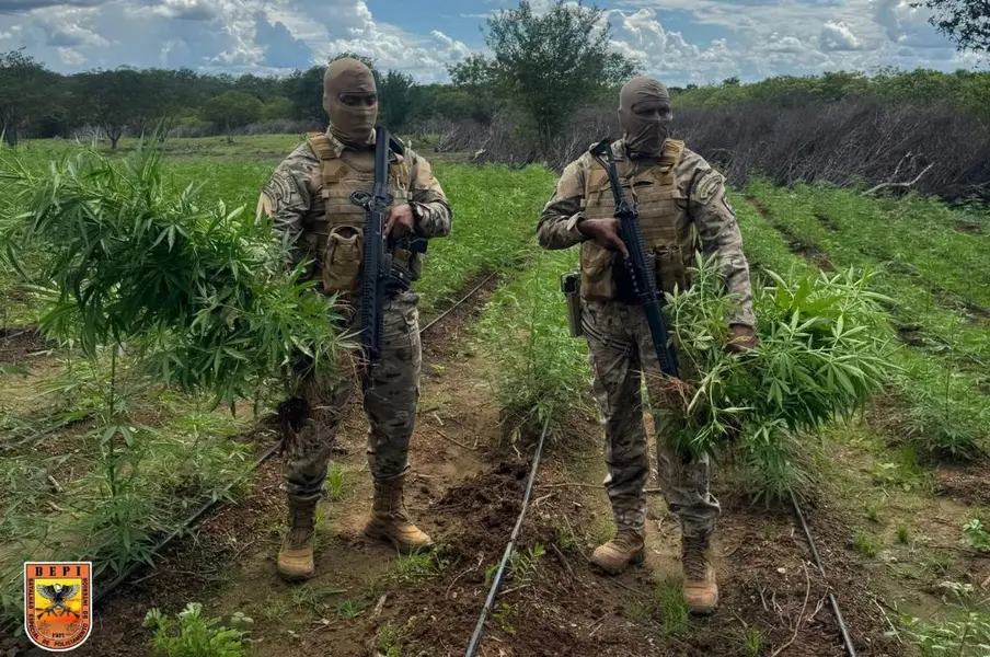 Plantação de maconha é desarticulada