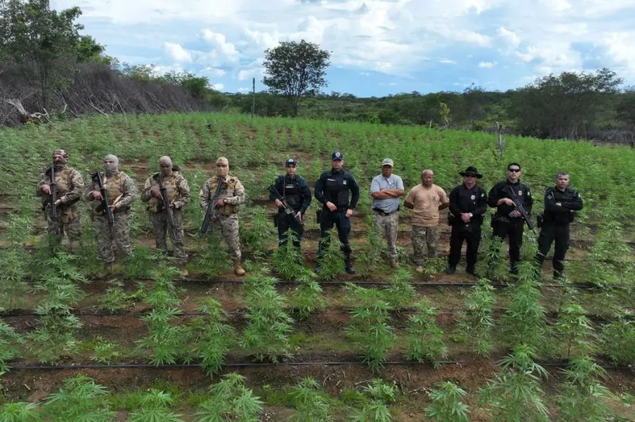 Plantação de maconha é desarticulada