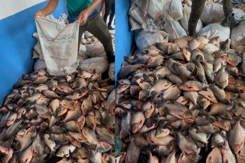 Prefeito mantém tradição e distribui peixes na Semana Santa em Pau D’Arco