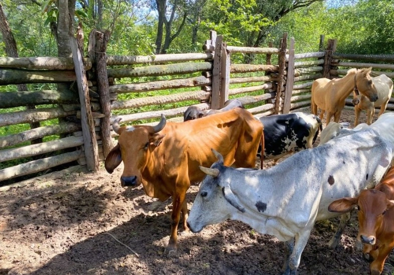 Prefeitura de Demerval Lobão apreende animais soltos em operação com a PF