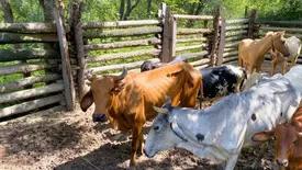 Prefeitura de Demerval Lobão apreende animais soltos em operação com a PF (Foto: Reprodução)
