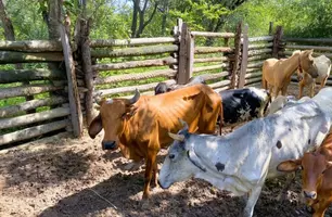 Prefeitura de Demerval Lobão apreende animais soltos em operação com a PF (Foto: Reprodução)