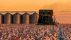 Produção de algodão (Foto: Agro Fritzen)