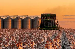 Produção de algodão (Foto: Agro Fritzen)