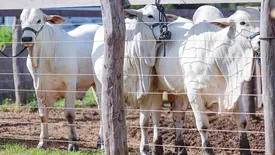 Produtores piauienses podem se inscrever no Programa Piauí + Genética para melhoria dos seus rebanhos (Foto: Reprodução/ Ascom Sada)