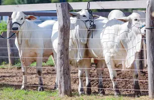 Produtores piauienses podem se inscrever no Programa Piauí + Genética para melhoria dos seus rebanhos (Foto: Reprodução/ Ascom Sada)