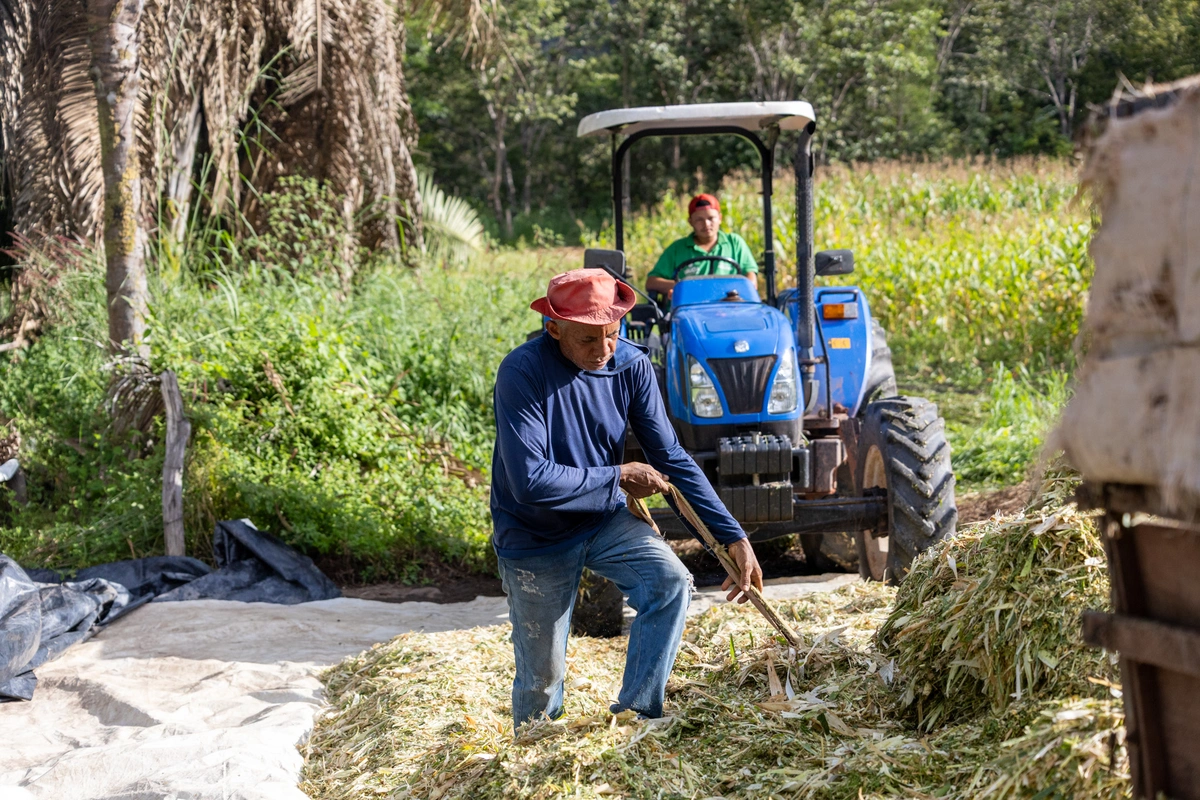 Programa de Silagem de Milho