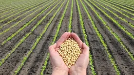 Tempo seco pressiona lavouras no Centro-Sul enquanto chuvas impactam colheita e qualidade da soja em regiões tardias (Foto: Reprodução)