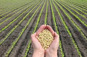 Tempo seco pressiona lavouras no Centro-Sul enquanto chuvas impactam colheita e qualidade da soja em regiões tardias (Foto: Reprodução)