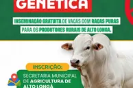 Alto Longá abre inscrições para inseminação gratuita de vacas com raças puras