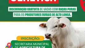 Alto Longá abre inscrições para inseminação gratuita de vacas com raças puras (Foto: Reprodução)