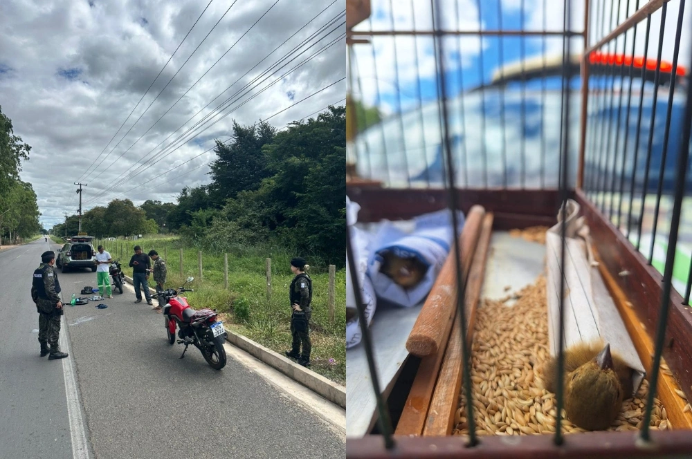 BPA resgata aves silvestres e flagra transporte ilegal na zona Sudeste de Teresina
