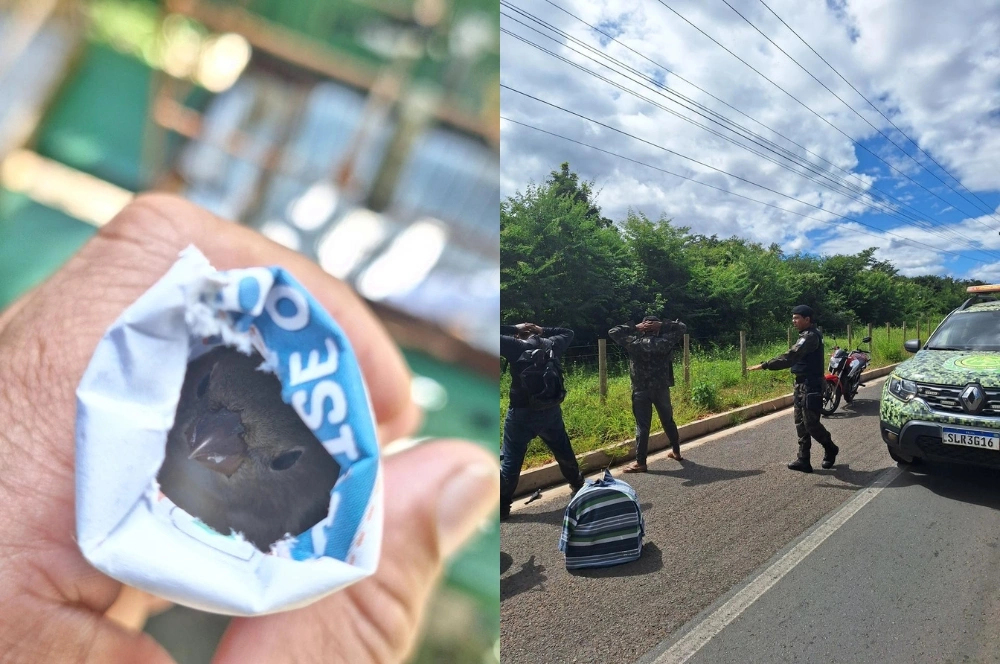BPA resgata aves silvestres e flagra transporte ilegal na zona Sudeste de Teresina