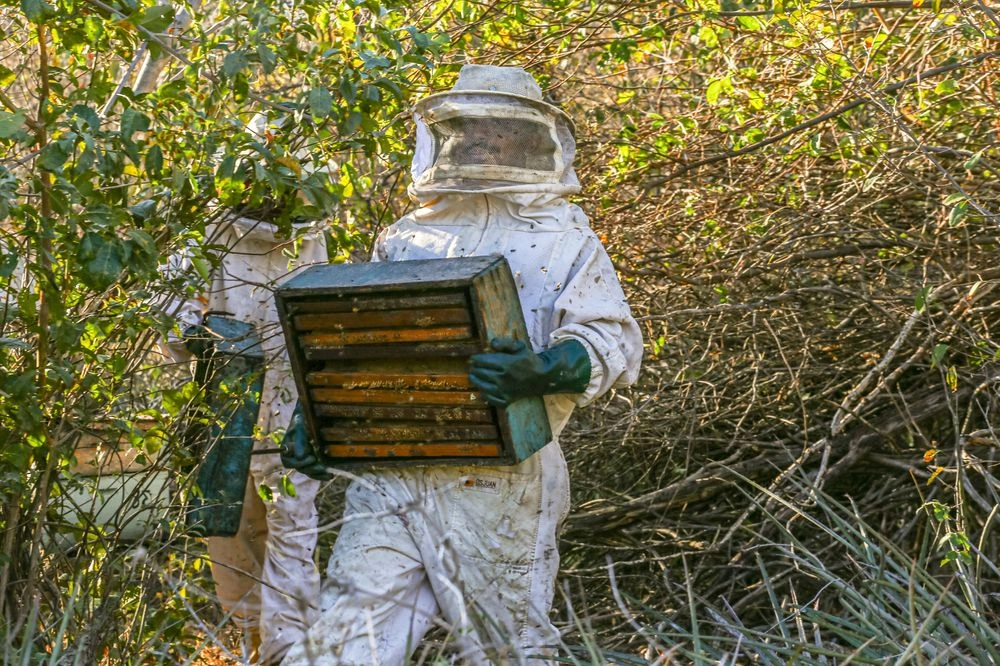 Do sertão para o mundo: produção de mel no Piauí transforma realidade de agricultores familiares com aumento das exportações