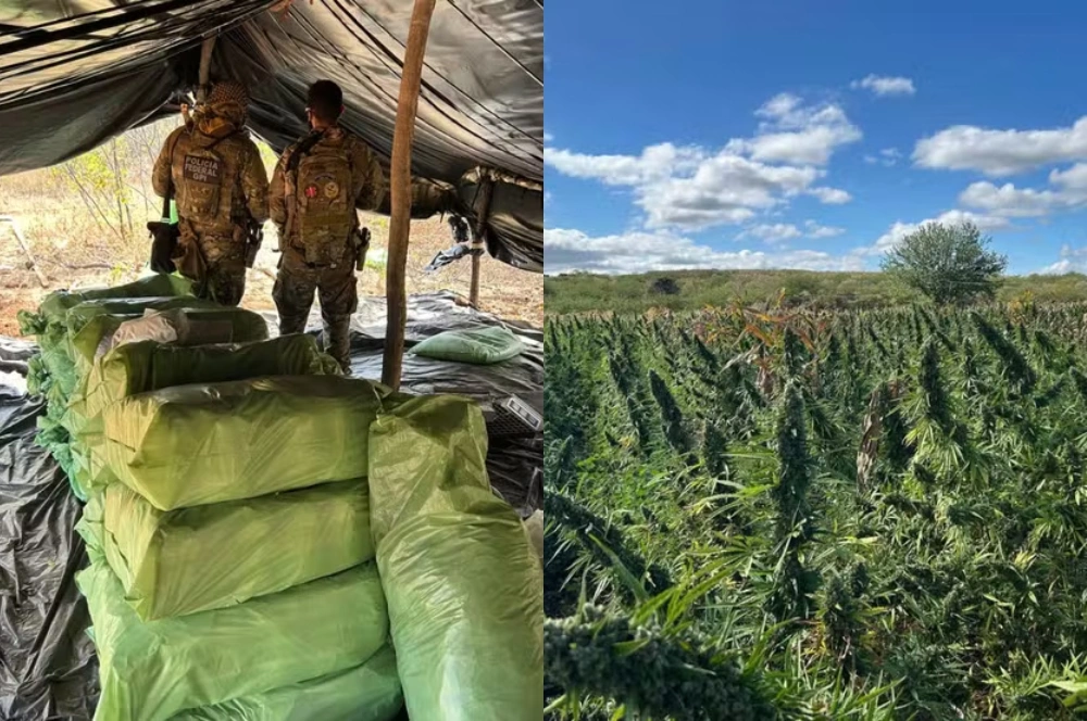 PF descobre plantação com milhares de pés de maconha em São Francisco de Assis