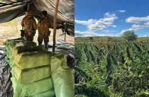 PF descobre plantação com milhares de pés de maconha em São Francisco de Assis (Foto: Divulgação/Polícia Federal)