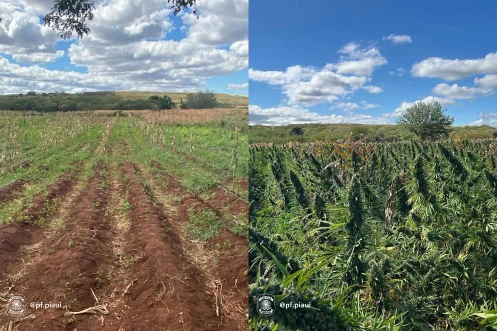 PF destrói plantação de maconha e prende oito pessoas no Piauí