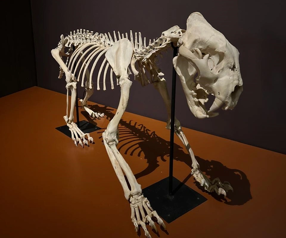 Riquezas da Serra da Capivara