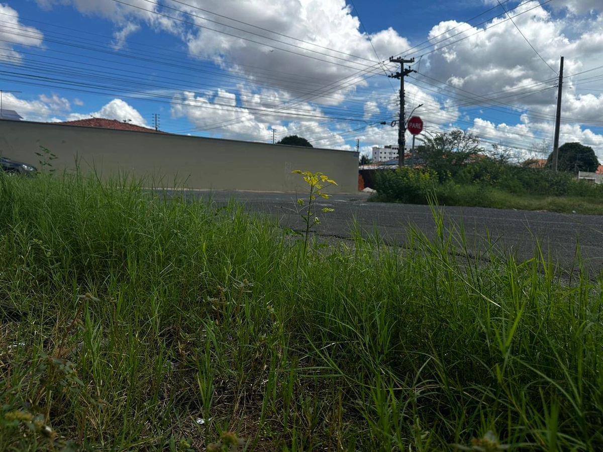 Ruas cobertas por mato na zona Leste de Teresina